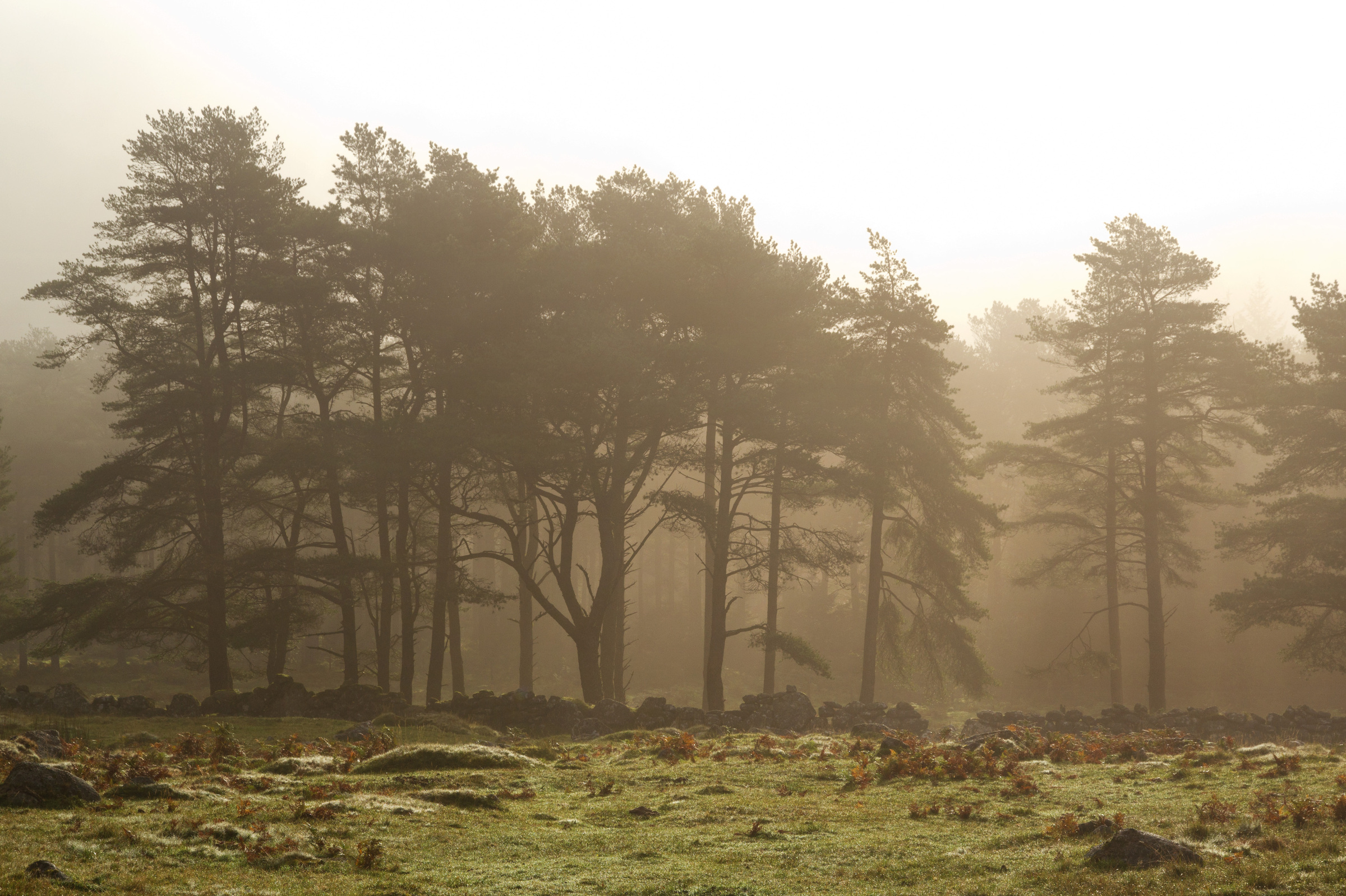 Bäume im Sonnenlicht
